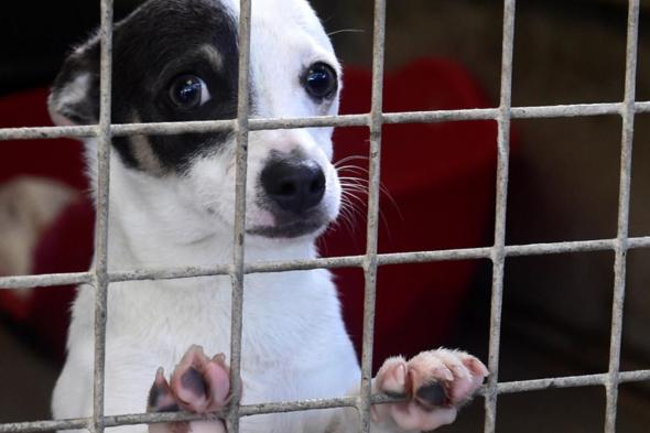 الامارات | حظر أكل لحوم الكلاب في كوريا الجنوبية.. والسجن للمخالفين