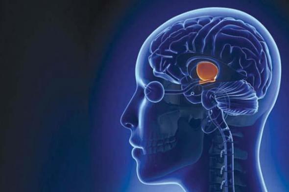 دراسة تكشف عن مناطق الدماغ المرتبطة بالمخاطرة