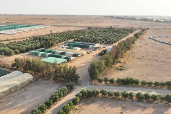 زراعة مليون شتلة محلية في محمية الملك سلمان