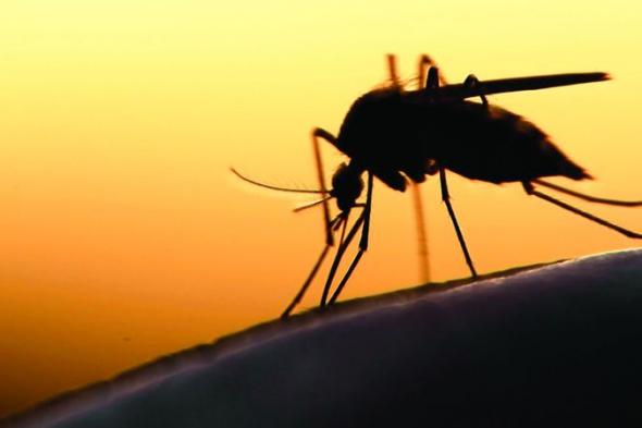 الامارات | إهمال علاج الملاريا.. عواقبه وخيمة