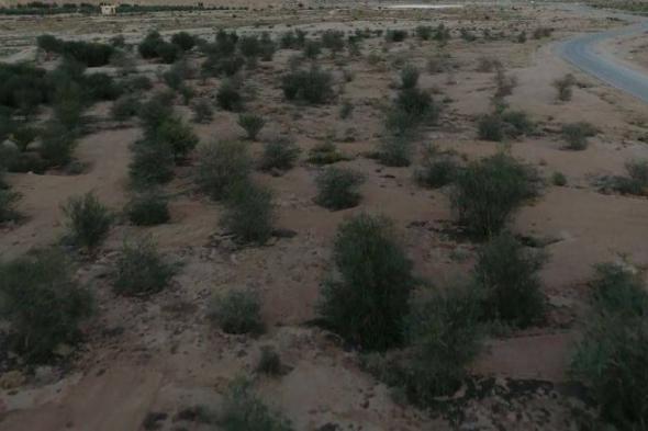 فيديو| بزراعة 165 ألف شجرة.. إعادة تأهيل متنزه المحالب في روضة سدير