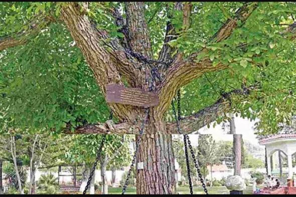 الامارات | ماقصة الشجرة المقبوض عليها منذ 125 عاما !