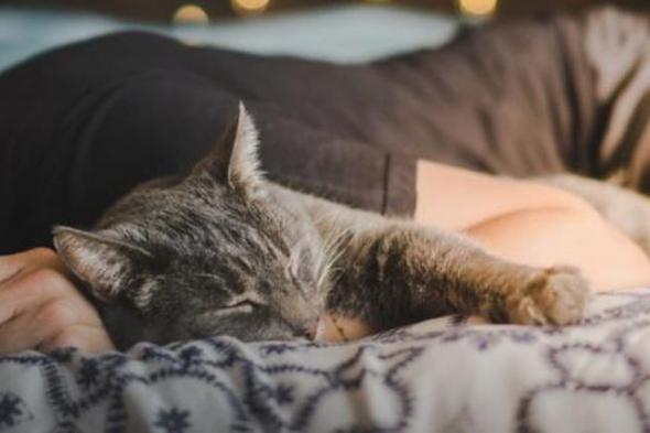 ماذا يحدث للإنسان عند النوم بجوار القطط؟.. طبيب يفجر مفاجأة