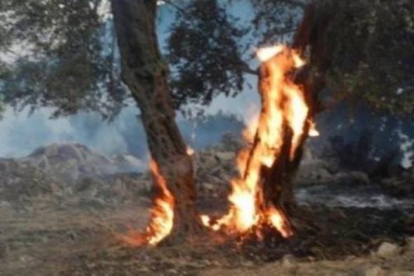 لبنان يتهم الاحتلال بإحراق أشجار زيتون عمرها 300 عام