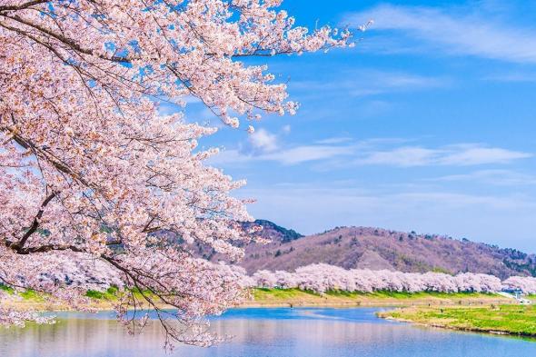 اليابان | تعرف على المواعيد المتوقعة لتفتح أزهار الساكورا خلال 2024 في اليابان