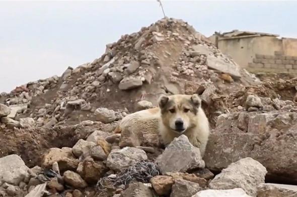 بالفيديو: الكلاب السائبة تنتشر داخل الأحياء السكنية في نينوى