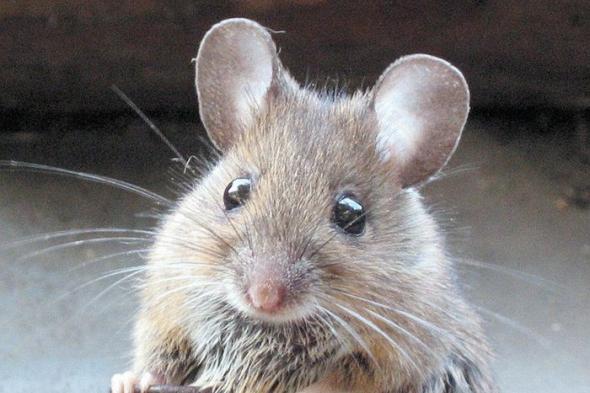 رؤية الفأر في المنام هل هو خير أم شر ؟ تعرفوا على تفسيره الآن