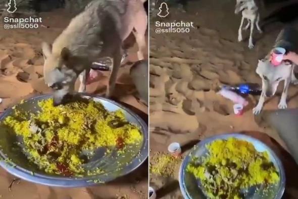 شاهد.. ذئاب يشاركون مجموعة من شباب سعوديين وجبة عشائهم في البر