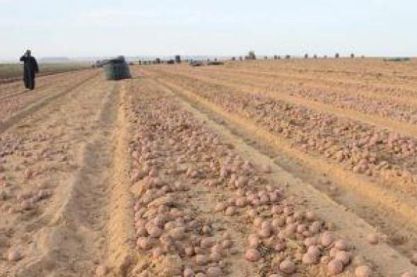 ‫ الزراعة تعلن فتح الأسواق البرازيلية أمام البطاطس المصرية