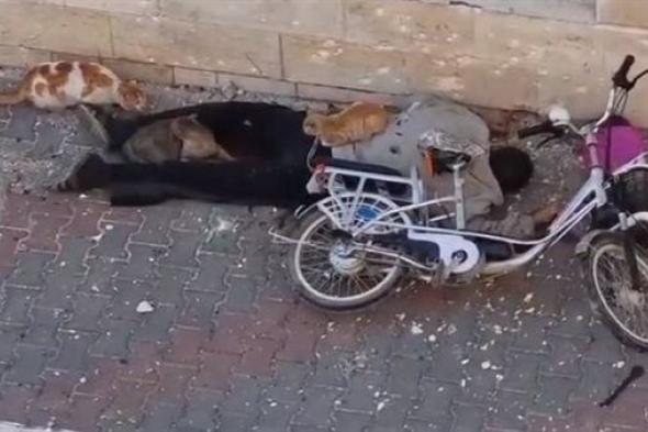 شاهد.. قناص إسرائيلي يقتل فلسطيني خلال بحثه عن طعام والقطط تجلس بجوار جثمانه