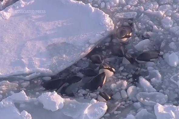 الامارات | في مشهد نادر لجليد يحاصر 10 حيتان "أوركا" القاتلة.. فيديو