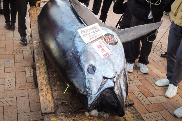 اليابان | ملك العام الجديد: سمكة تونة منطقة أوما تتربع على عرش مزاد سوق تويوسو الياباني الشهير
