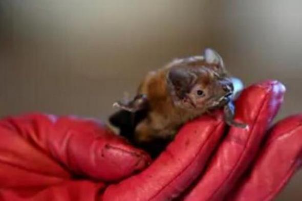 «الأم الوطواط».. بولندية تربي الخفافيش داخل شقتها وترعاها كأطفالها