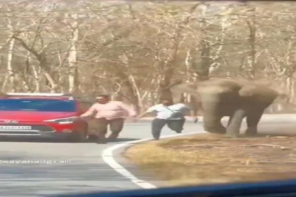 مشاهد مرعبة.. فيل هائج يهاجم السياح والسبب غير متوقع (فيديو)