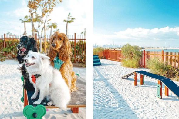 الامارات | دبي تدلل أصحاب الحيوانات الأليفة بأول متنزه للكلاب على الشاطئ