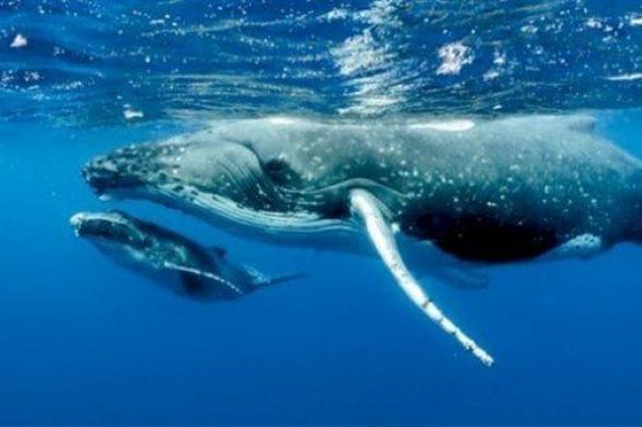 هل تغني الحيتان؟.. علماء يكشفون اللغز