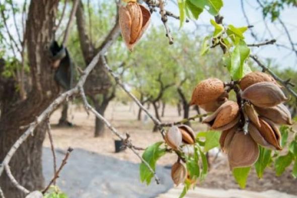 فاكهه مهملة تزرع في السعودية تقضي على الكرش تماماً وتنقص الوزن عشرين كيلو في الشهر.. تعرف عليها !!