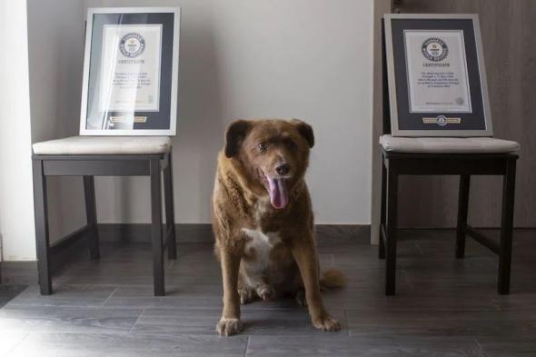 الامارات | موسوعة غينيس تجرد "بوبي" من لقب أكبر كلب سناً في العالم