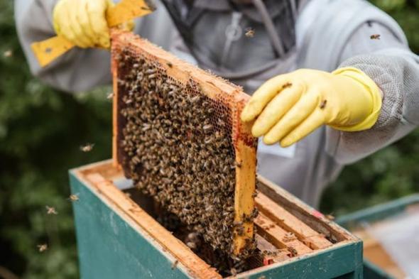 غرفة الجوف تستعرض الفرص الاقتصادية في منتجات النحل