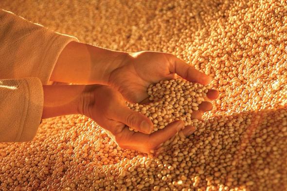 كيف تحول فول الصويا من محصول هامشي إلى مصدر قوة اقتصادية عالميًا؟