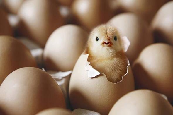 الامارات | أخيراً مدرس علوم يجيب على السؤال الذي حيَّر العالَم: البيضة أولاً أم الدجاجة؟