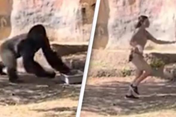 بالفيديو.. خطأ حارس حديقة حيوان يُوقِع امرأتين في بيت غوريلا غاضبة