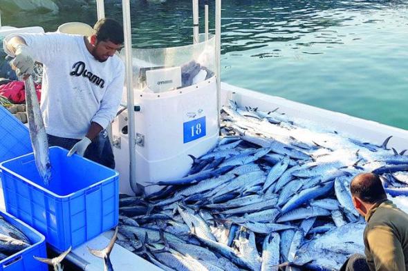 الامارات | %83.1 ارتفاعاً في «مؤشر الاستغلال المستدام» للأسماك بأبوظبي خلال 2023