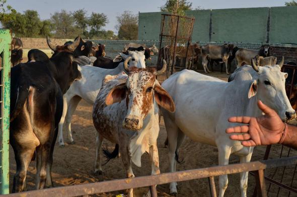 نفوق المئات من الأغنام والأبقار في ليبيا بعد انتشار الحمى القلاعية