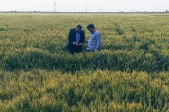 مركز المناخ ينصح المزارعين فى الوجه البحرى بعدم ري القمح حتى الجمعة