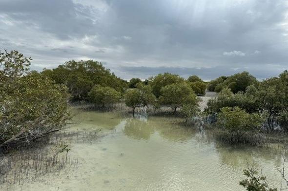 "البيئة - أبوظبي" تنجز زراعة 10 أشجار قرم لكل زائر من زوار COP28