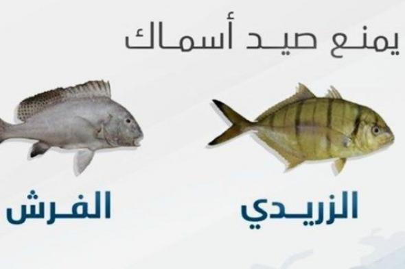 اليوم.. يبدأ حظر وتسويق أسماك «الزريدي» و«الفرش»
