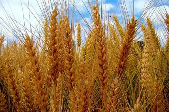 ولاية النيل الأبيض تُدشِّـن حصاد القمح في مساحة ٤٥ ألف فدان