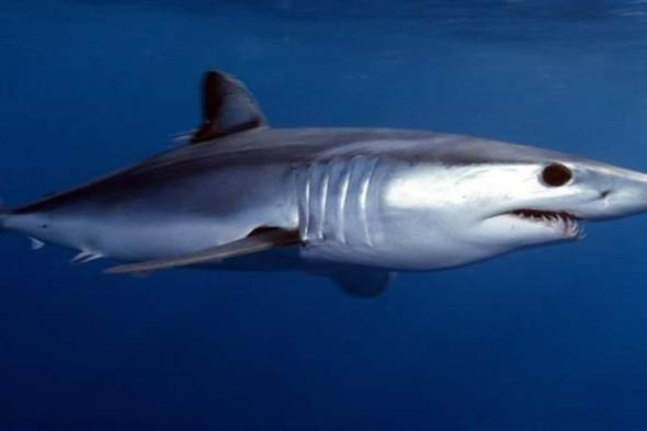 "السياحة": ظهور سمكة القرش "ماكو" بالبحر الأحمر وتتبع حركته لاصطياده