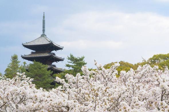 اليابان | معبد نينّاجي في كيوتو: باغودا يطفو فوق بحر من الأزهار