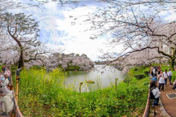 اليابان | جولة بالواقع الافتراضي للمواقع الشهيرة لمشاهدة زهور الساكورا في طوكيو