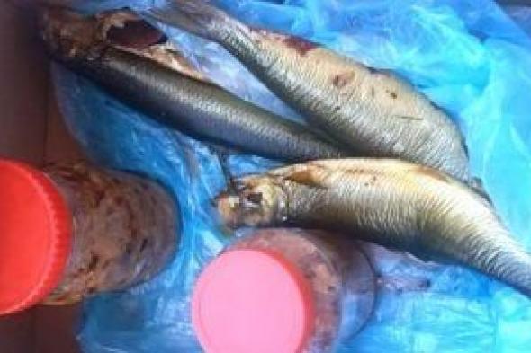 ضبط 186 طن فسيخ وأسماك مجمدة غير صالحة للاستهلاك قبل عيد الفطر