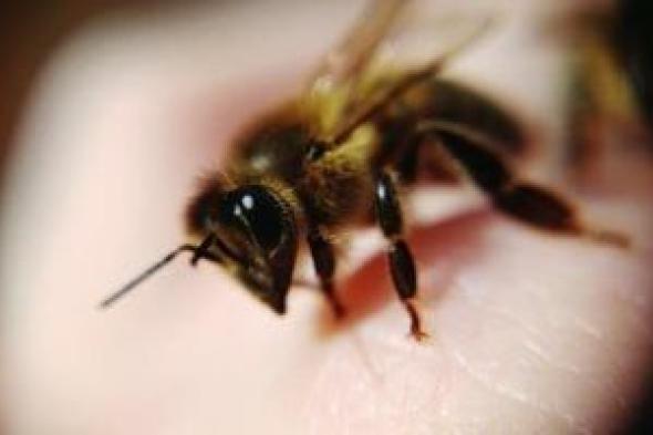 ماذا تعرف عن العلاج بسم النحل ؟ .. الفوائد والآثار الجانبية