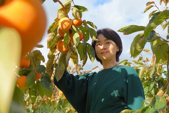 اليابان | خل هاليو من ثمار الكاكي يخفف الهدر وينعش المجتمعات المحلية في اليابان
