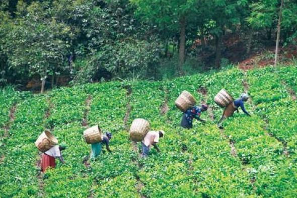 أسعار الشاي في كينيا تسجل أعلى مستوى لها منذ 30 عاما