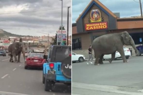 الامارات | شاهد.. فيل ضخم هارب يتجول في شوارع بلدة أميركية وسط دهشة المارة