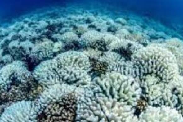 تكنولوجيا: العلماء يحذرون من حدث تبييض المرجان العالمى على الأرض.. يعنى إيه؟