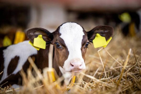 "البيئة" تطرح فرصة استثمارية لتربية الأبقار بالقنفذة
