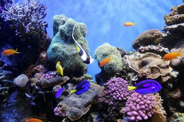 ريادة سعودية في أبحاث إنقاذ الشعاب المرجانية ودعم التنوع البيولوجي