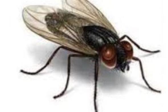 أستاذ علم الحشرات يوضح أسباب ظهور الذباب الصحراوي خلال رياح الخماسين