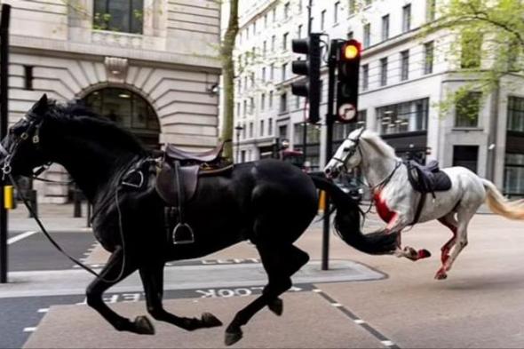 الامارات | خيول هائجة في شوارع لندن.. تصيب 5 بجروح وتحطم سيارات وحافلات