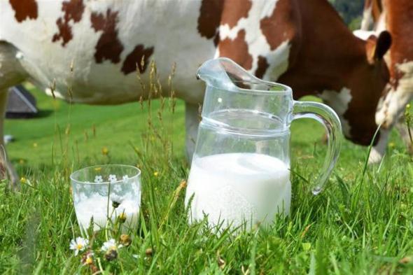 إدارة الغذاء والدواء الأمريكية: تكشف أمر خطير في حليب الأبقار