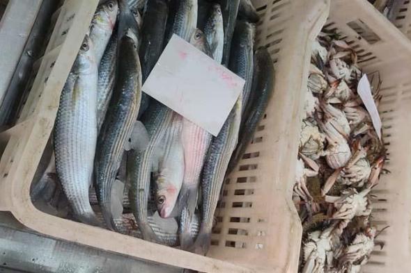 بالفيديو| غلق محال وهامش ربح بسيط.. تاجر يكشف أسباب ارتفاع أسعار الأسماك