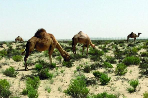 الامارات | «بيئة أبوظبي» تحدد شروط الحصول على «ترخيص الرعي»