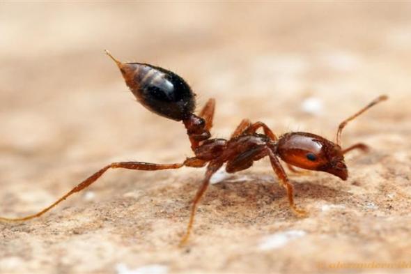 بـ3 مكونات سحرية.. طريقة فعالة للقضاء على النمل نهائيا في الصيف