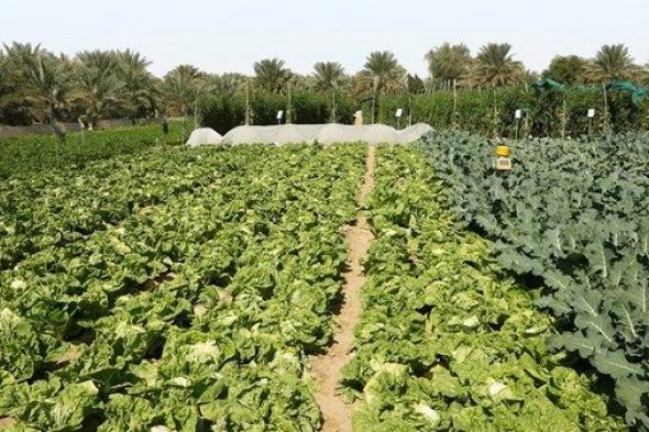 «الزراعة والسلامة الغذائية» تدعو لاتباع ممارسات السلامة بعد التقلبات الجوية